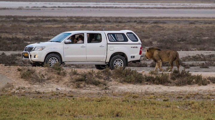 Truck and Lion