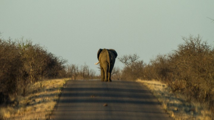 Elephant