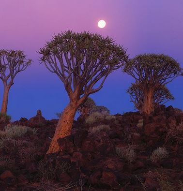 Quiver Tree Forest