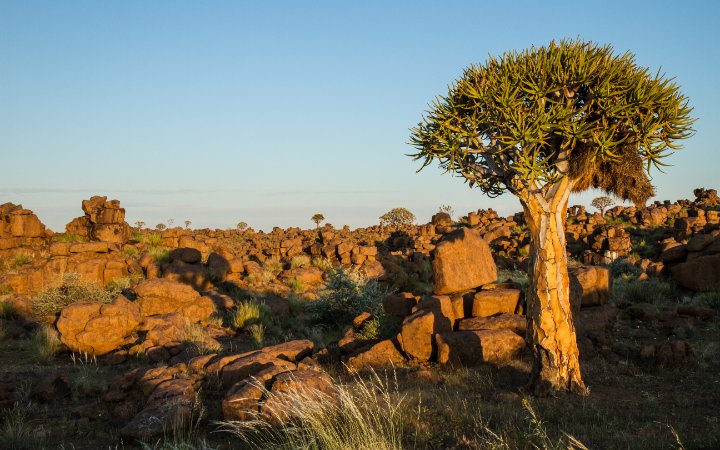 Quiver Tree