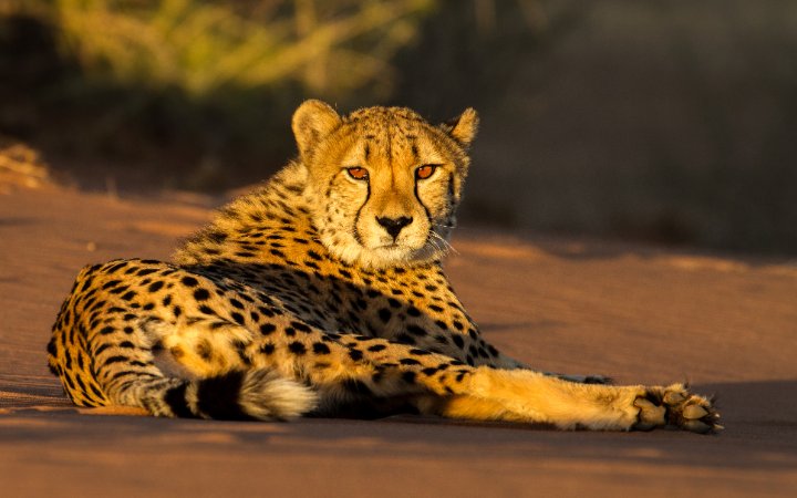 Cheetah on dune