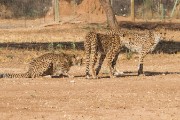 These are the cheetahs ready to run each morning at 8am.