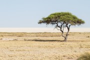 Classic Etosha pan view