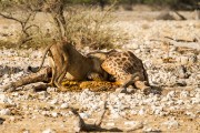 7 lions on a giraffee kill