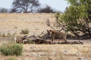 A spotted hyena at an old giraffe carcass