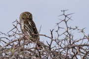 A pearl spotted owlet