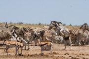 Zebra fighting