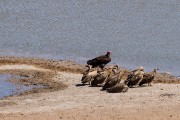 Vultures cleaning up