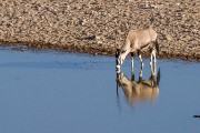 Gemsbok or Oryx