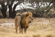 A male lion at Okondeka waterhole