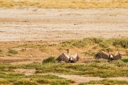 Cape vultures waiting to fly