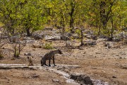2 spotted hyenas