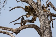 Our one and only leopard sighting this year in Etosha.  We have been lucky to see leopard every year that we have visited Etosha.