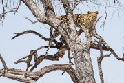 This one was quite active watching the wildlife from this tree.