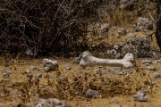 The boneyard near the base of the tree.
