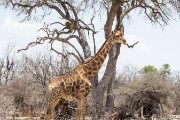The leopard wasn't interested in the giraffe and the giraffe didn't see the leopard.