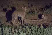 Night drive at Hobatere found cheetah mom with 2 cubs