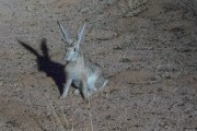 Spring hare by floodlight