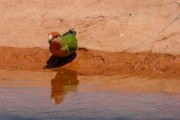 Yellow-collared lovebird in for a drink