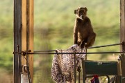 A baboon at the neighbors chalet