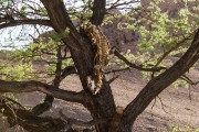 An old leopard kill of a calf in the park just to let you know that leopards are around