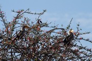 Hornbills