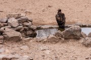A juvenile Black eagle that left the nest too soon