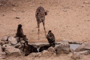 He didn't want to fly but we were worried the baboons might kill him.