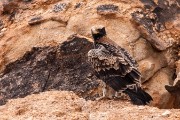 He took a small flight to nearby rocks and then he took flight.  He had been on the ground around camp for several days.  The parents had been circling looking for him.