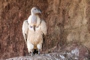 Cape griffon vulture