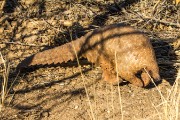 Honey Bun, a cape pangolin