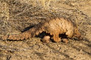 She walks on her back legs looking for food of ants or termites