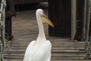A pelican