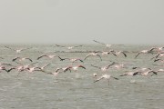 Lots of flamingos on the way