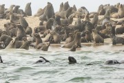 Here are the seals and there were thousands more.