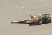 Jackals on the beach waiting to prey on young seals.