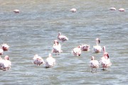 More flamingos