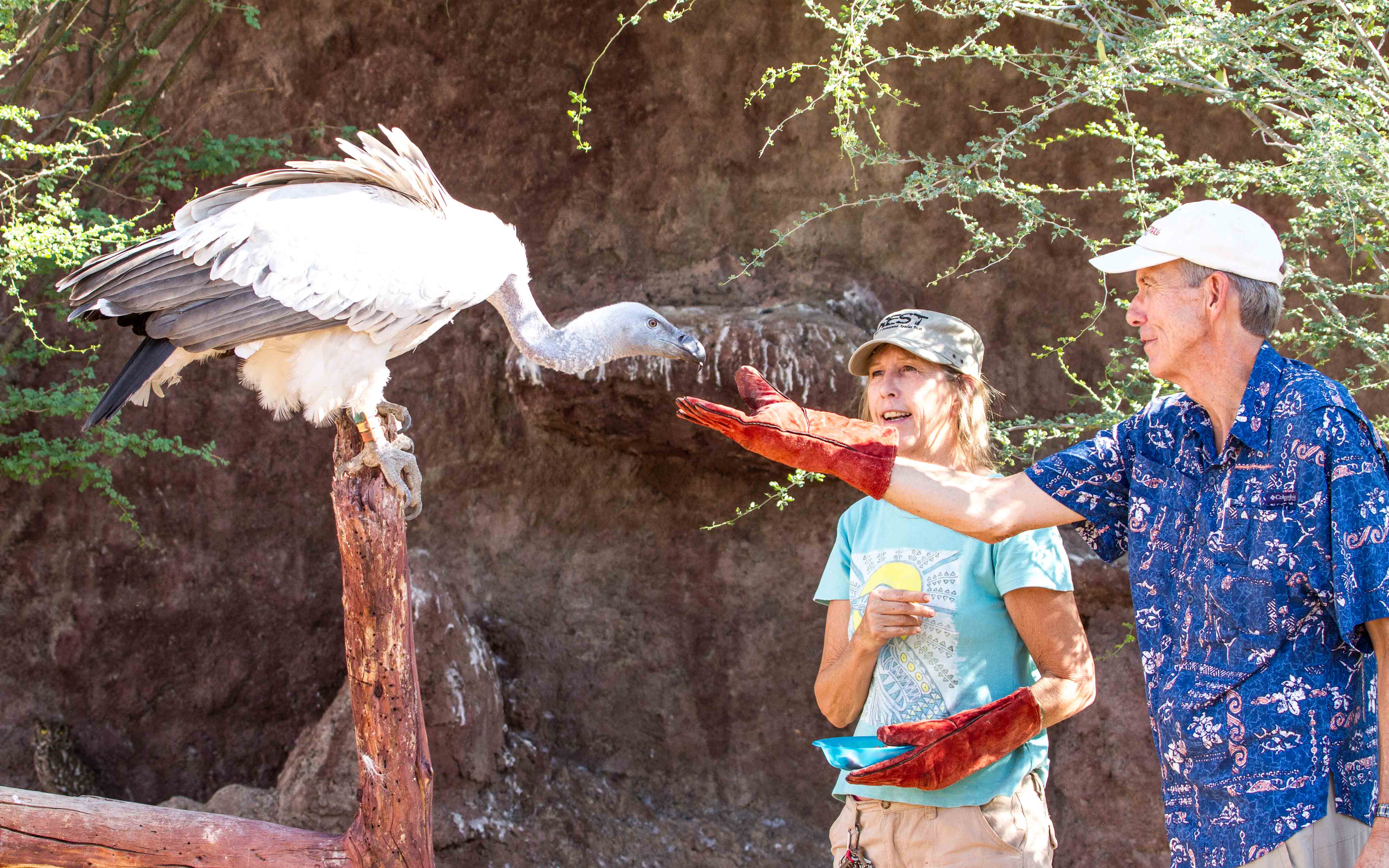 Feeding Vulture