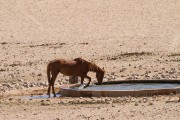 Paw the water before drinking