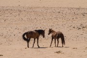 Wild horses