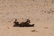 Then they roll in the sand