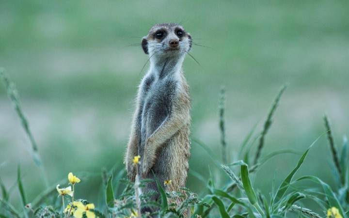 MeerCat