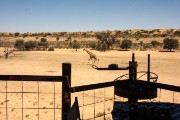Giraffe at camp