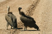 Vultures on the way to Mata Mata gate