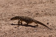 Rock monitor crossing the road outside Mata Mata gate