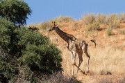 Running giraffe