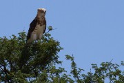 Black chested snake eagle