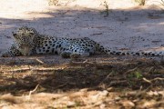 For the afternoon drive we were looking for lions but found another leopard