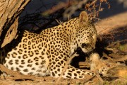 Eatting an African wild cat