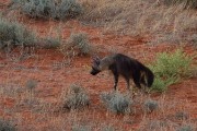 Brown hyaena